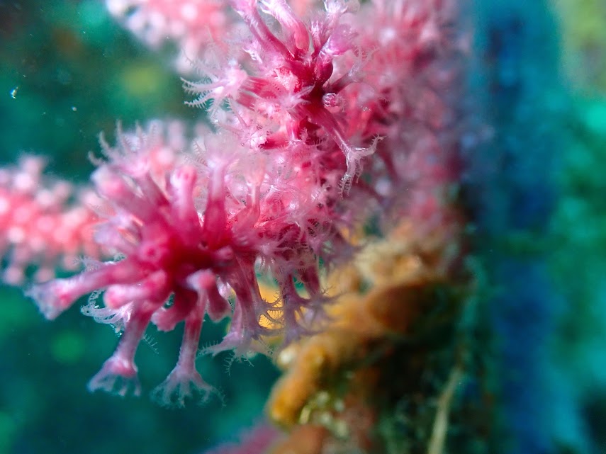 A.S.P.T.T Plongée Toulouse