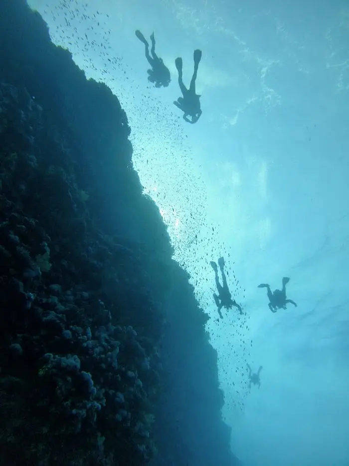 Explore the ocean depths with divers swimming beside a vibrant coral reef.